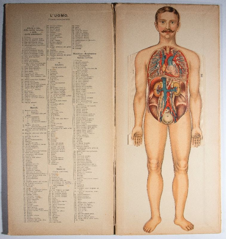 Didattica - VALLARDI - IL CORPO UMANO: Scientific pamphlet from ANTONIO VALLARDI Editore, Milan.The human body in decomposable figures.Original from the early 1900s, in excellent condition.