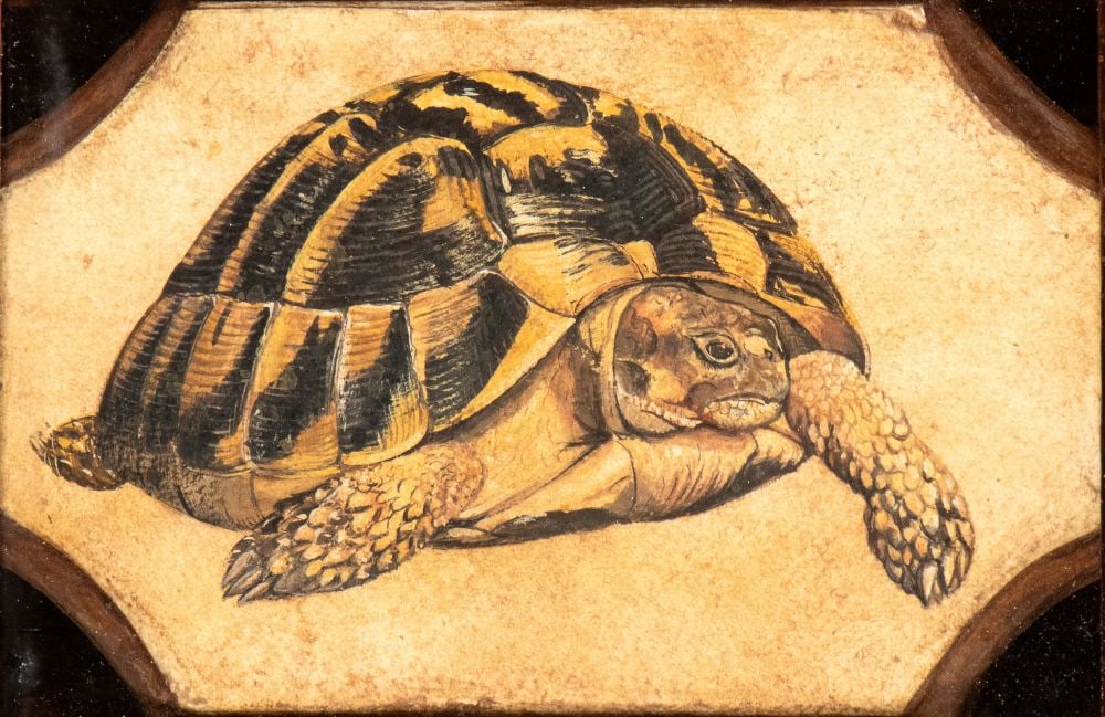 Artista napoletano, seconda metà XVII secolo () a) Tartaruga; b) Ranocchio. Coppia di dipinti (1 of 6)