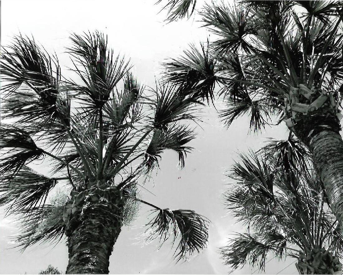 Signed B&W  Tropical Landscape Large Palm Tree  Photo (1 of 2)