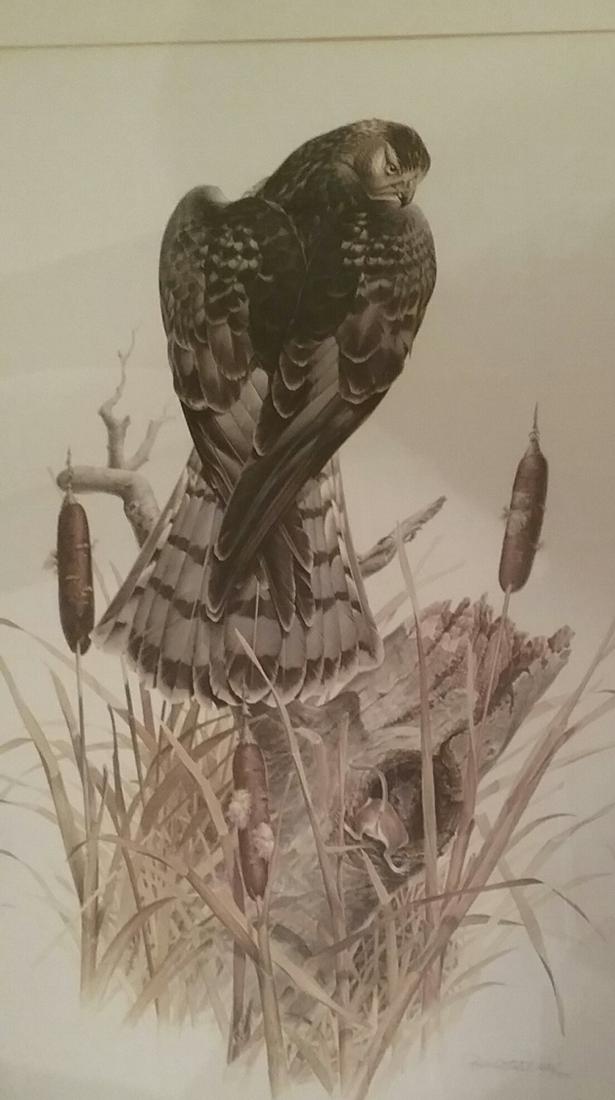 ENGRAVING DON WHITLATCH "MARSH HAWK" SIGNED -1036/1500 (1 of 4)