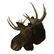 Taxidermy Moose