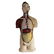 Vintage Male Anatomical Model - 2