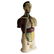 Vintage Male Anatomical Model - 4