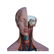 Anatomical female model - 2