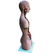 Anatomical female model - 4