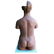 Anatomical female model - 6