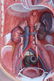 Anatomical female model - 7