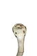 Taxidermy Standing Cobra - 5