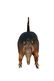Taxidermy Armadillo - 2