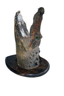 Early Taxidermy Alligator: h17.5 x 13 depth 21