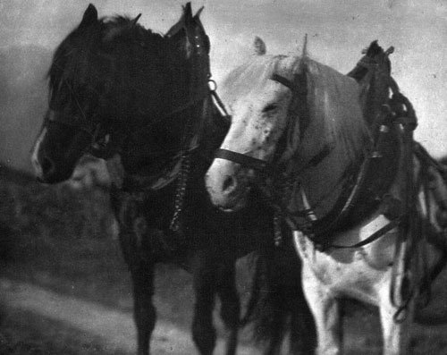 Stieglitz, Alfred: Horses