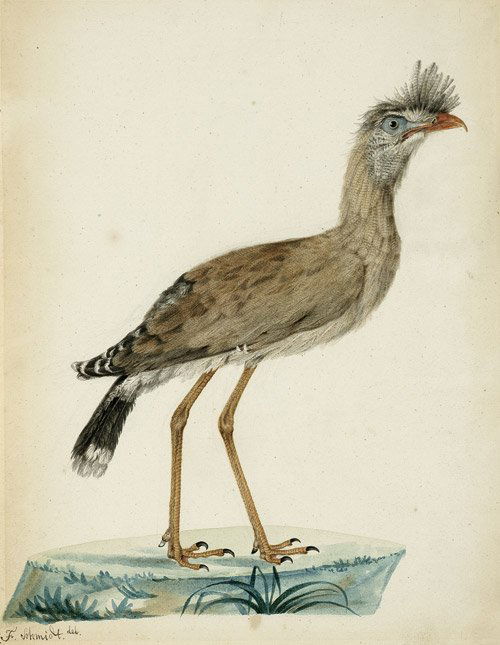Vogel mit Federbüschel: und Fink: Braun gefiederter hochbeiniger Vogel mit einem Federbüschel über dem roten Schnabel. Aquarell. 27 x 20,5 cm. Signiert: F. Schmidt del. Um 1830. Äußerst sorgfältig ausgeführte Arbeit, frisch in d