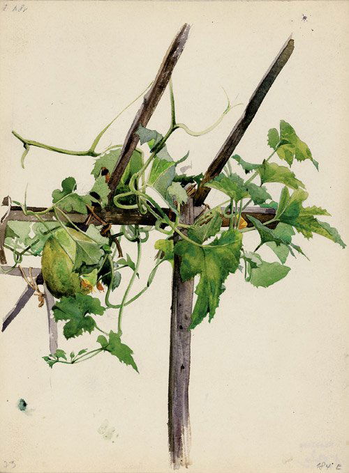 Böse, Konrad: Spalier mit blühendem Melonenkraut (1 of 1)