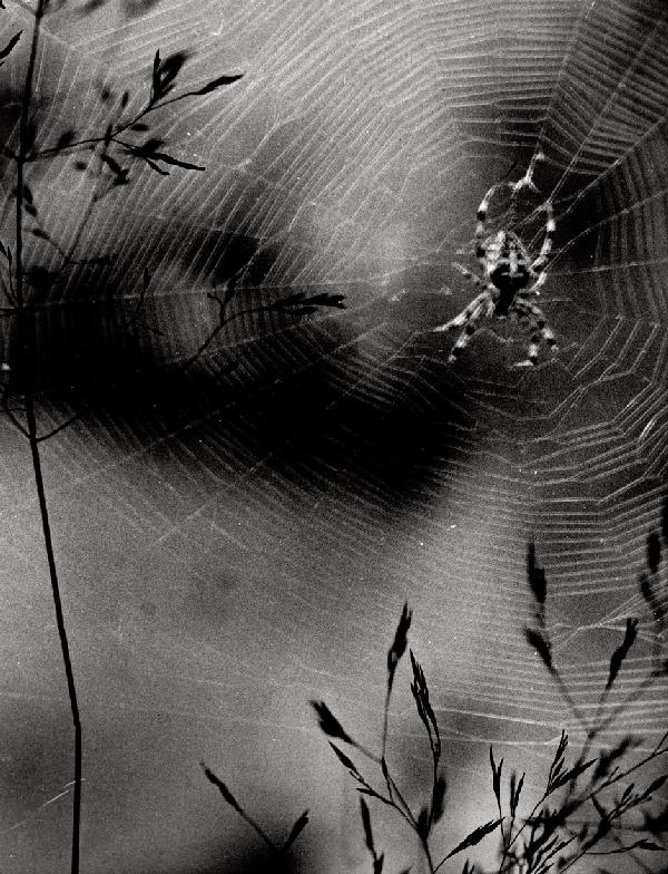 Kesting, Edmund: Spinnennetz: "Spinnennetz" (Spiderweb). 1928/printed 1950s. Gelatin silver print. 29,5 x 22,5 cm. Artist's name, title and date in ink on the verso. Some handling marks, a few retouched spots, otherw