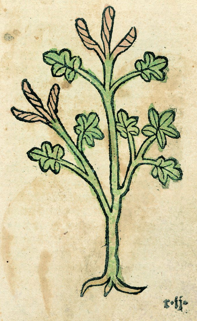 Johannes De Cuba Gart Der Gesundheit