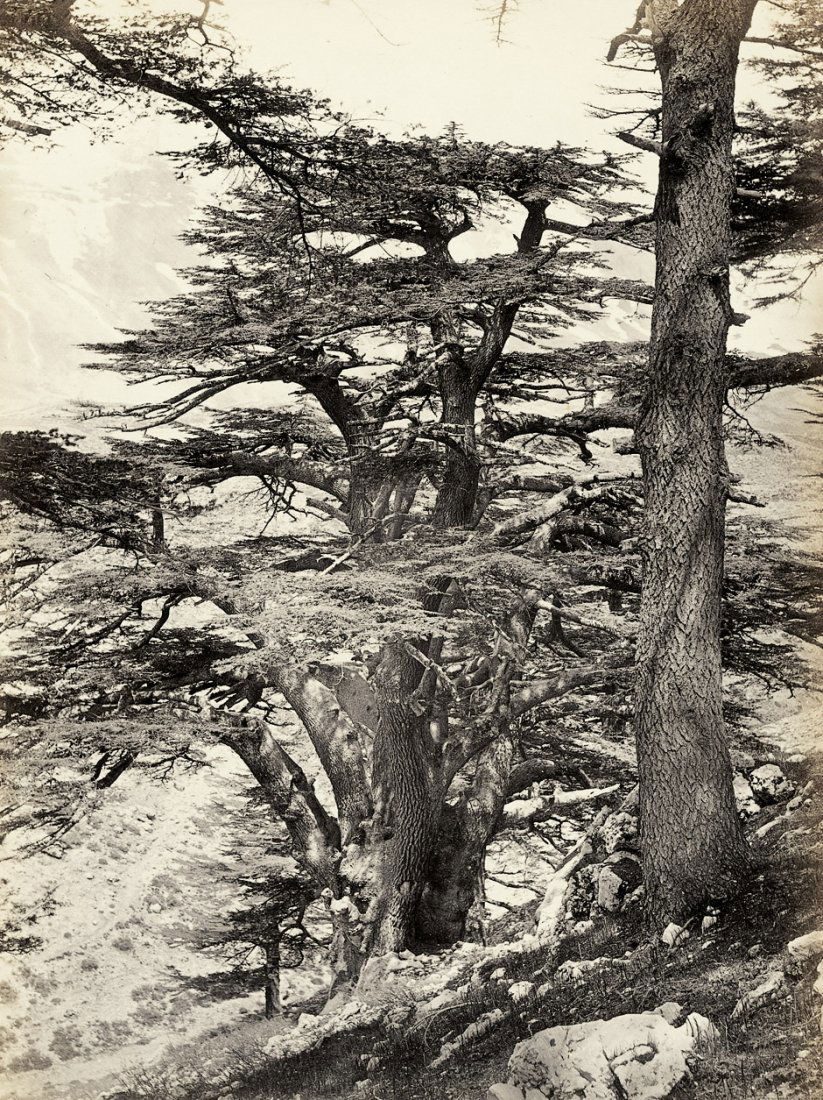 Good, Frank Mason: Cedars of Lebanon: "Cedars of Lebanon". 1860s. Albumen print. 20,5 x 15,3 cm. Mounted to board (minimal foxing) with printed title below the image on the mount.Frank Mason Good began his photographic career as