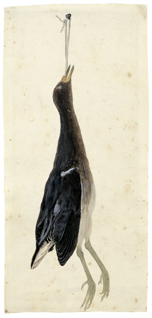 Niederländisch - um 1780: Stilleben mit totem Teichhuhn: um 1780. Stilleben mit totem Teichhuhn (Gallinula chloropus). Aquarell auf Bütten. 34 x 16 cm. Wz. "Vryheyt" (Wappen mit stehendem Löwen, darunter die Worte "Vryheyt", im