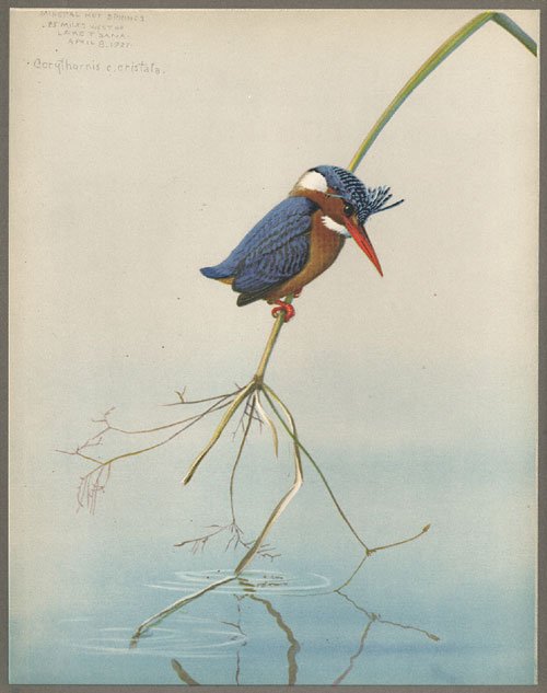 Fuertes, Louis Agassiz : Artist and Naturalist in E