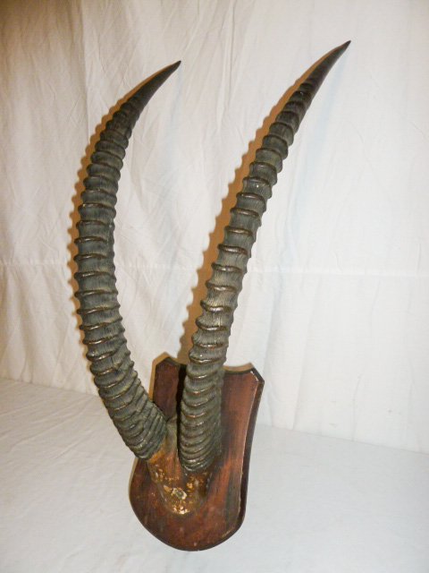 African wall trophy Antelope horns: Mounted on wood plaque. Measures 36" long on a 12" x 8" plaque. As found estate condition . Please use photos as part of the description. The absence of a condition report does not guarantee excellent