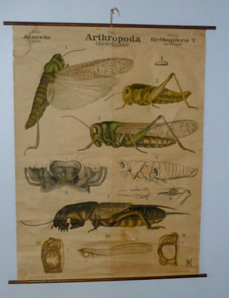 Antique Zoology Arthropoda Scientific Chart Grasshopper (1 of 6)