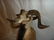 CORSICAN RAM SHEEP SHOULDER MOUNT