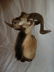 CORSICAN RAM SHEEP SHOULDER MOUNT - 2