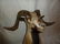 CORSICAN RAM SHEEP SHOULDER MOUNT - 3