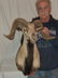 CORSICAN RAM SHEEP SHOULDER MOUNT - 5
