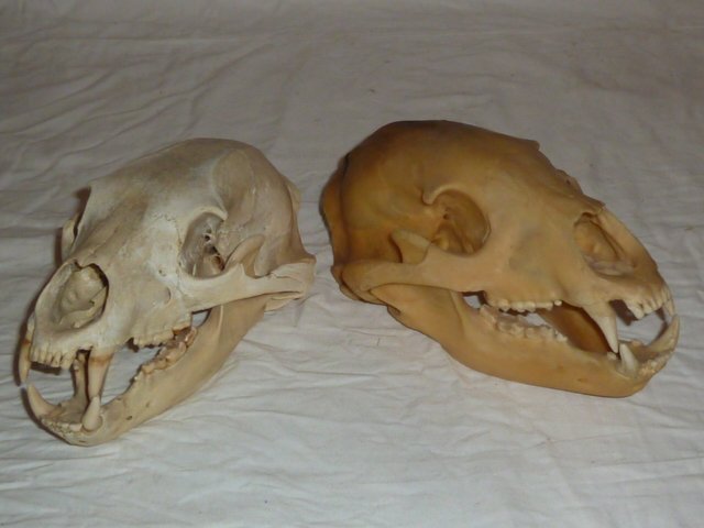 TWO BEAR SKULLS (1 of 3)