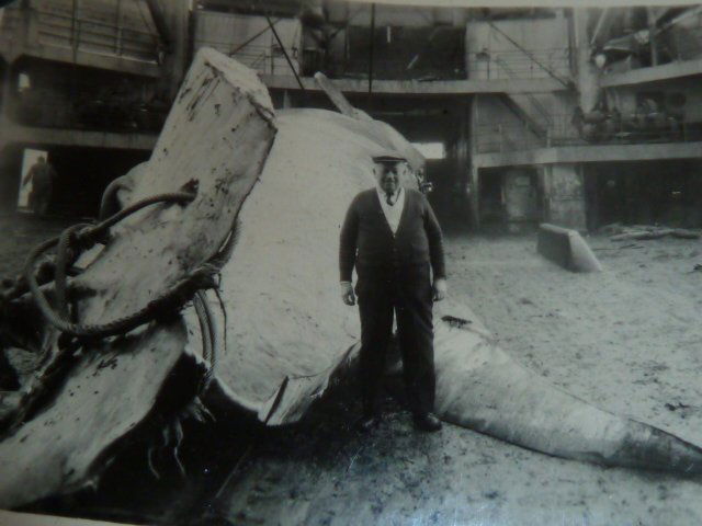 UNSORTED PHOTOS (WHALES +) IN TRUNK & ALBUMS: SHOWING A LARGE COLLECTION OF PHOTOS FOUND IN A TRUNK , UNSORTED , BUT DID SEE ABOUT A DOZEN PHOTOS OF WHALES (HUNTED AND KILLED), YANKEE STADIUM 1950'S , BUILDINGS NYC 1950'S , SCRAPE BOOK OF NAPOLEO