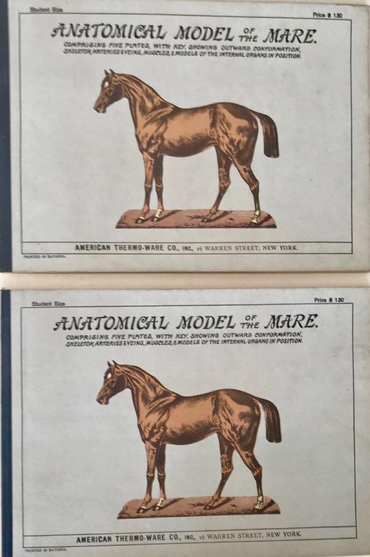 Anatomical Model of the Mare 1900's (1 of 6)