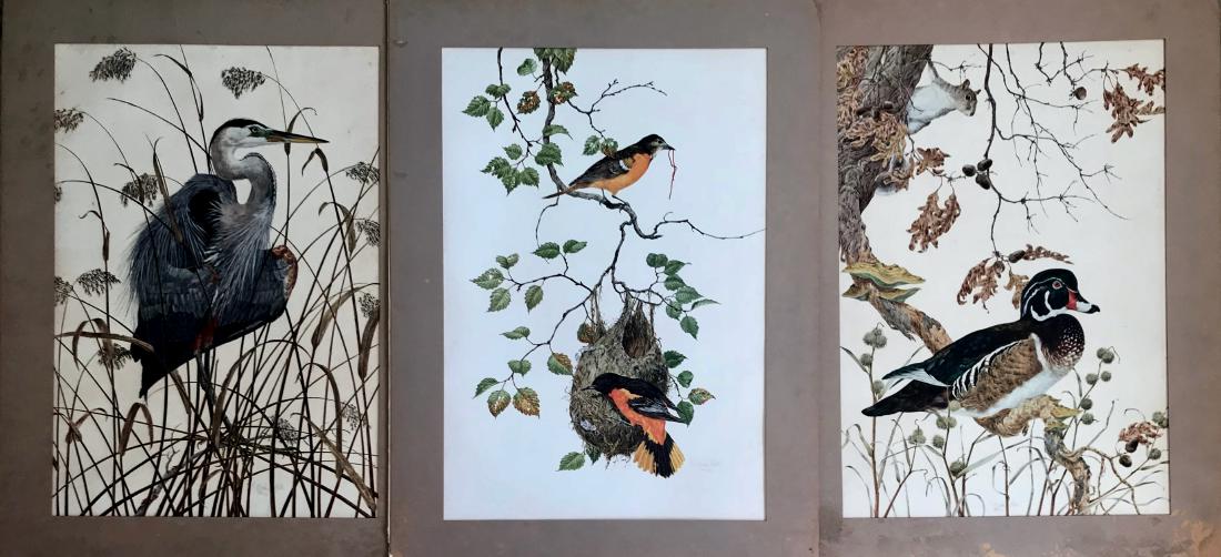 Robin Hill (Australian,1932) WILDLIFE BIRDS: Three color bird lithographs, pencil signed and dated by the wildlife artist, Robin Hill, 1974. The collection includes: 1) Baltimore Oriole, 2) The Great Blue Heron, 3) Wood Duck. Dimensions: 27.5in.