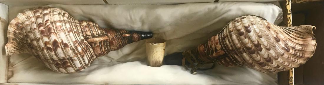 Tibetan Buddhist Ceremonial Conch Shell Trumpets (2): Pair of Tibetan ceremonial conch shell trumpets within original dragon silk covered box. Conch horns approximate dimension: Length 12 in.; Custom silk dragon box: L: 25 in., H: 7 in., W: 7 in. Conditi