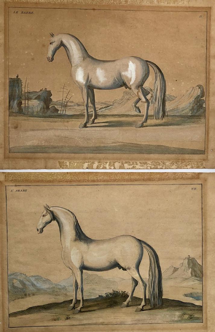Eisenberg Equestrian Engravings ARABE & BARBE 1747: Baron d'Eisenberg pair of 18th century equestrian hand colored engravings of horses from L'art de monter a cheval, engraved by Bernard Picart, 1747. Hand-colored engravings of horses in landscape by B