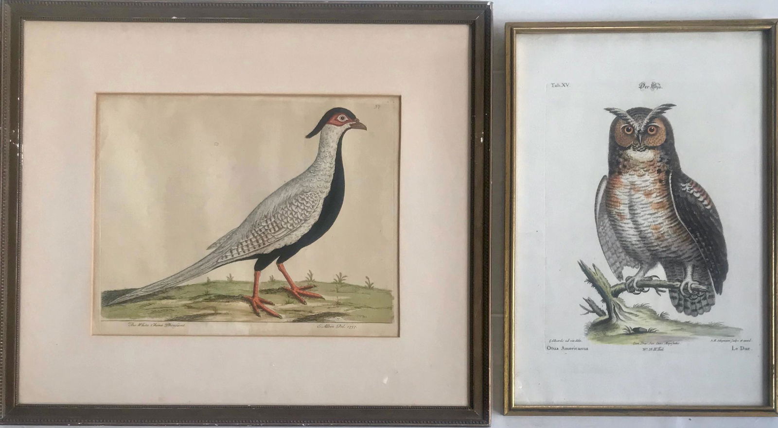 18th C. Hand-colored Bird Engravings PHEASANT & OWL (1 of 5)