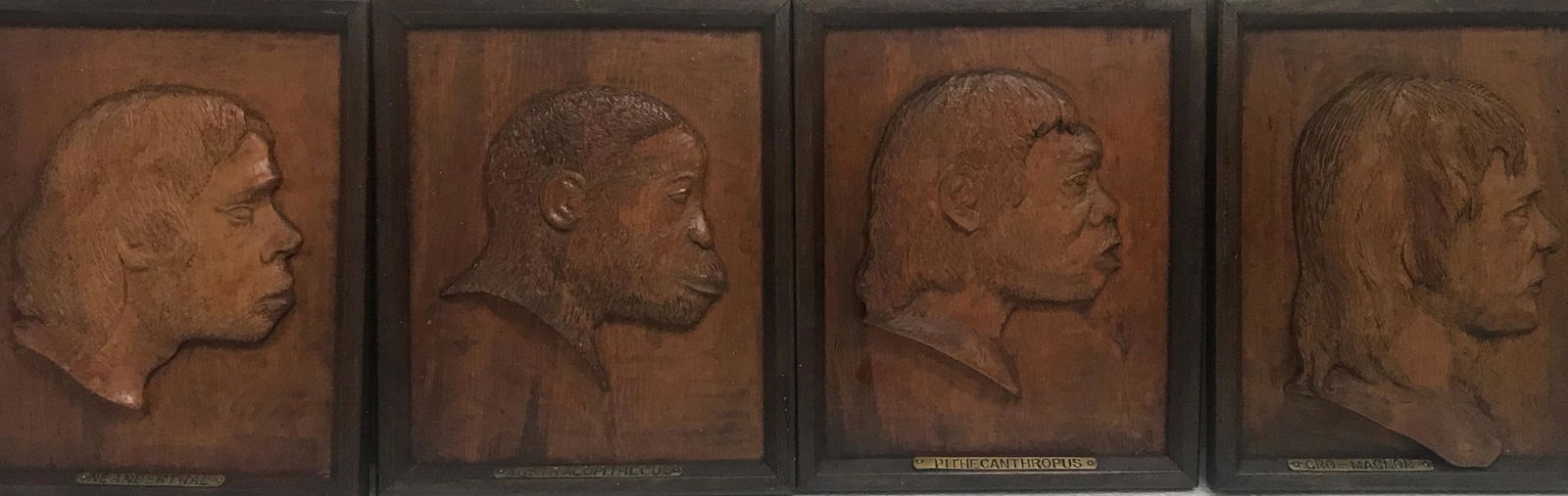 EVOLUTION STAGES OF MAN: MUSEUM DEACCESSION, 1930s (1 of 5)