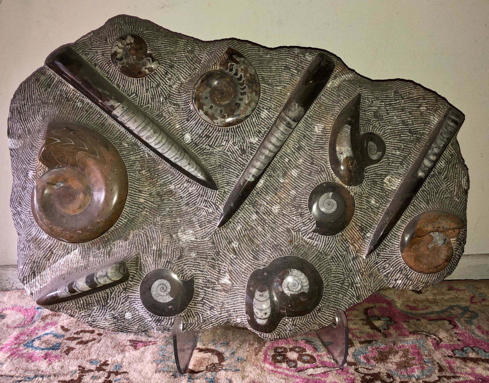 Fossils & Ammonite Grouping, Morocco (21 in. x 30 in.). (1 of 5)