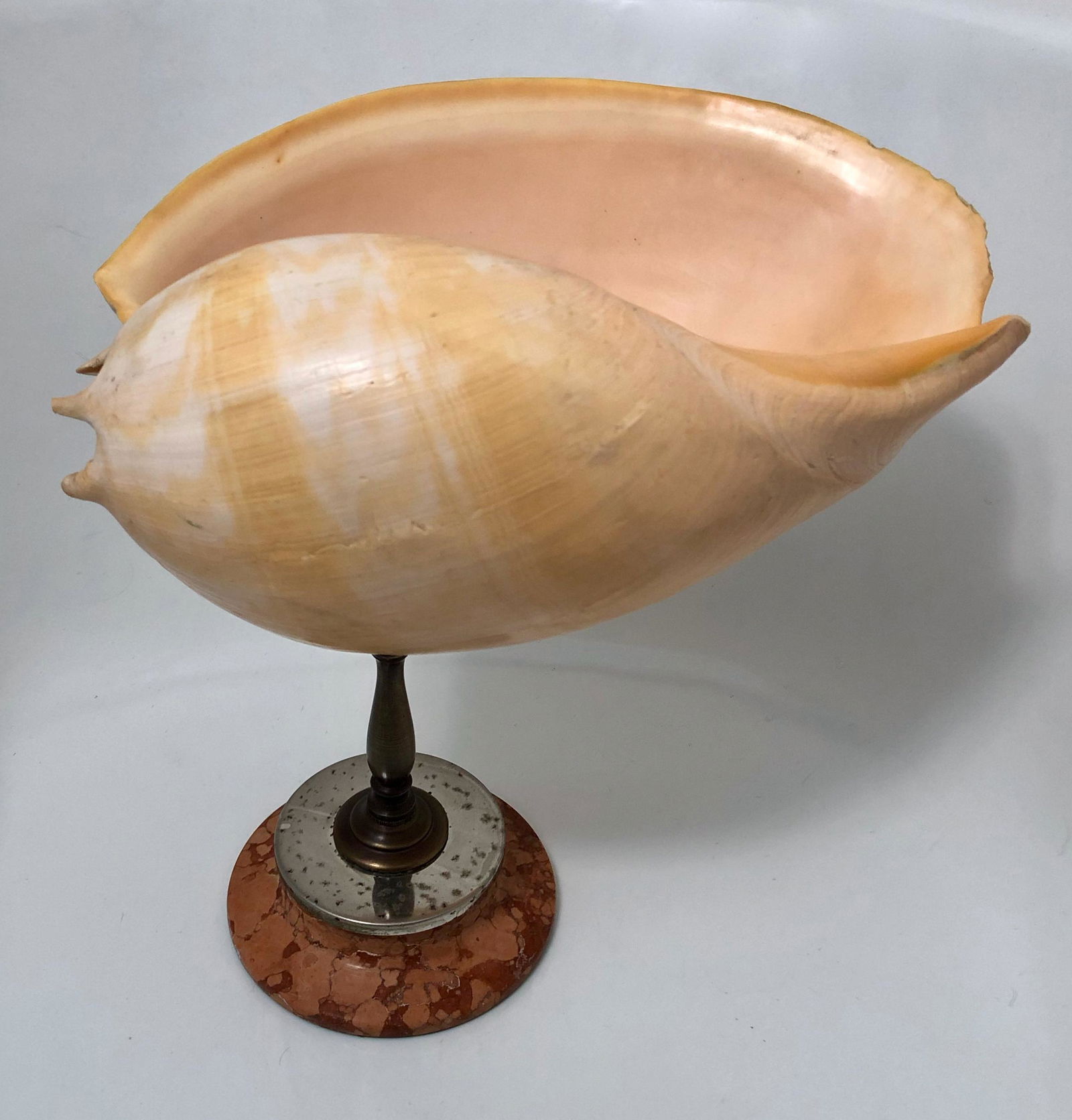 Large Vintage Elongated Shell Specimen on Custom Stand, 1950s (1 of 7)