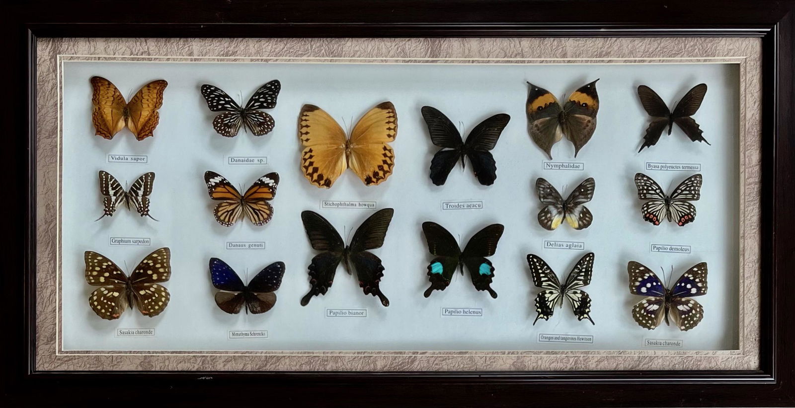 Framed Collection Of Sixteen Exotic Butterfly Specimens (1 of 4)