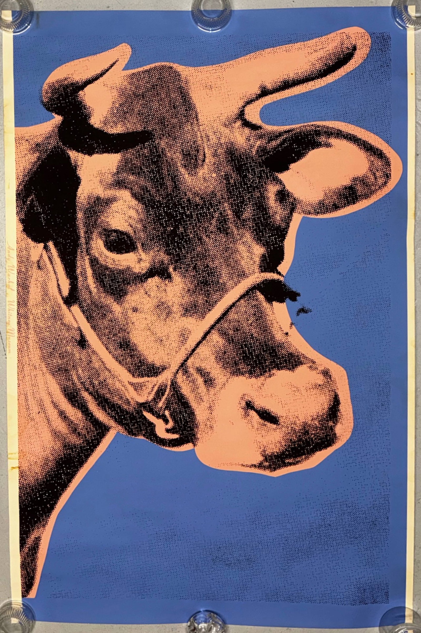 Andy Warhol Exhibition Poster COW Whitney Museum of American Art, 1971: Original Andy Warhol COW Exhibition Poster for his 1971 Retrospective at the Whitney Museum of American Art, May 1-June 13, 1971. Cow 11A. Screenprint in colours, full sheet on wallpaper. Published by