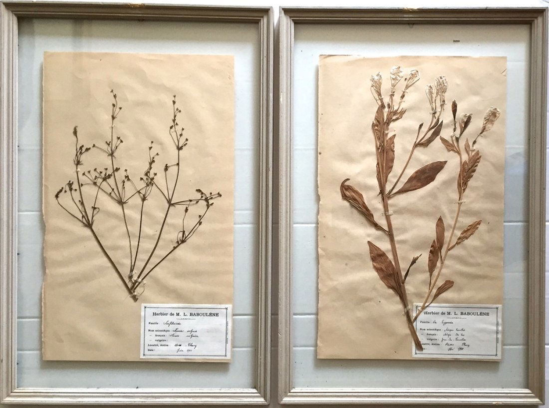 Two Framed Botanical Herbarium Specimen, 1900 (1 of 6)