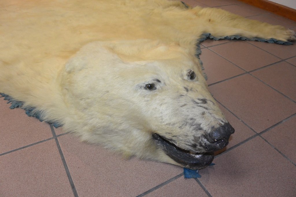 polar bear skin: Around 1946, Giant and rare. 278 * 255cm(Approximate)