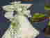item-1162704=5