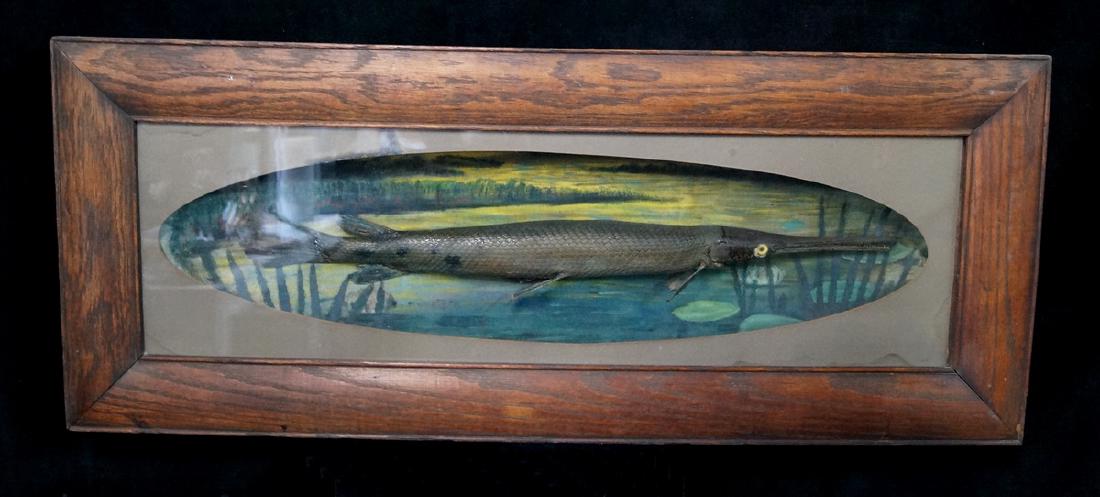 ALLIGATOR FISH DIORAMA OAK FRAME: ALLIGATOR FISH DIORAMA OAK FRAME 14.5X35.5"