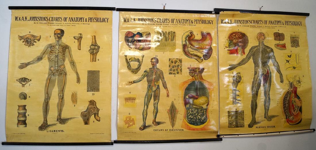 W. & A.K. JOHNSTON ANATOMY & PHYSIOLOGY CHARTS GROUP OF: W. & A.K. JOHNSTON ANATOMY & PHYSIOLOGY CHARTS GROUP OF 3 INC. LIGAMENTS, ORGANS OF DIGESTION & NERVOUS SYSTEM 40X31"