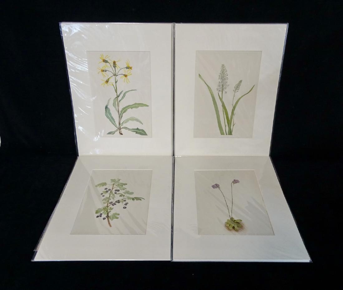 BOTANICAL PRINTS, MATTED  (LOT OF 11) (1 of 4)