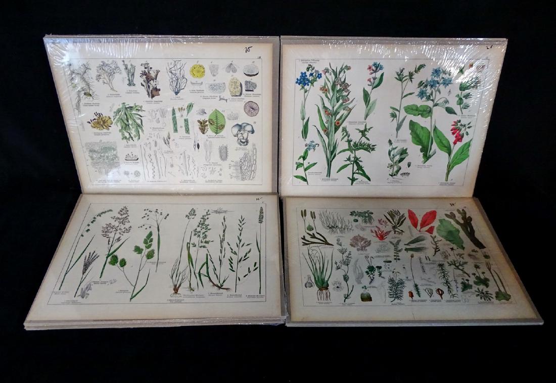 BOTANICAL PRINTS (LOT OF 19) (1 of 5)