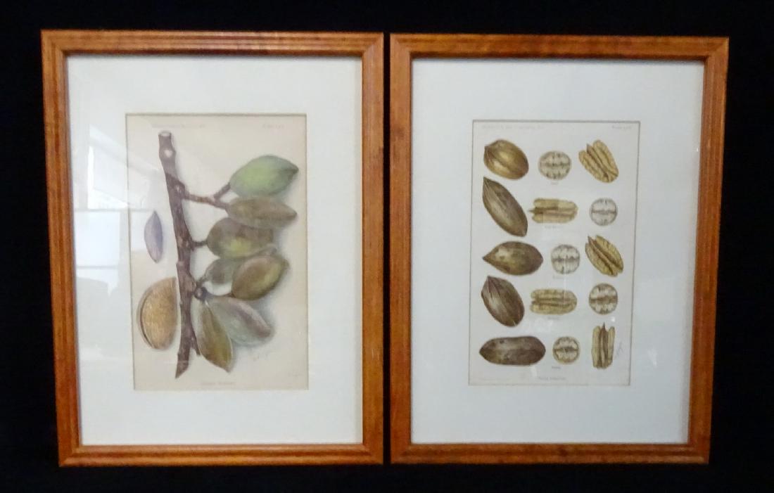 PR. FRAMED PRINTS: PECANS & ALMONDS (1 of 5)