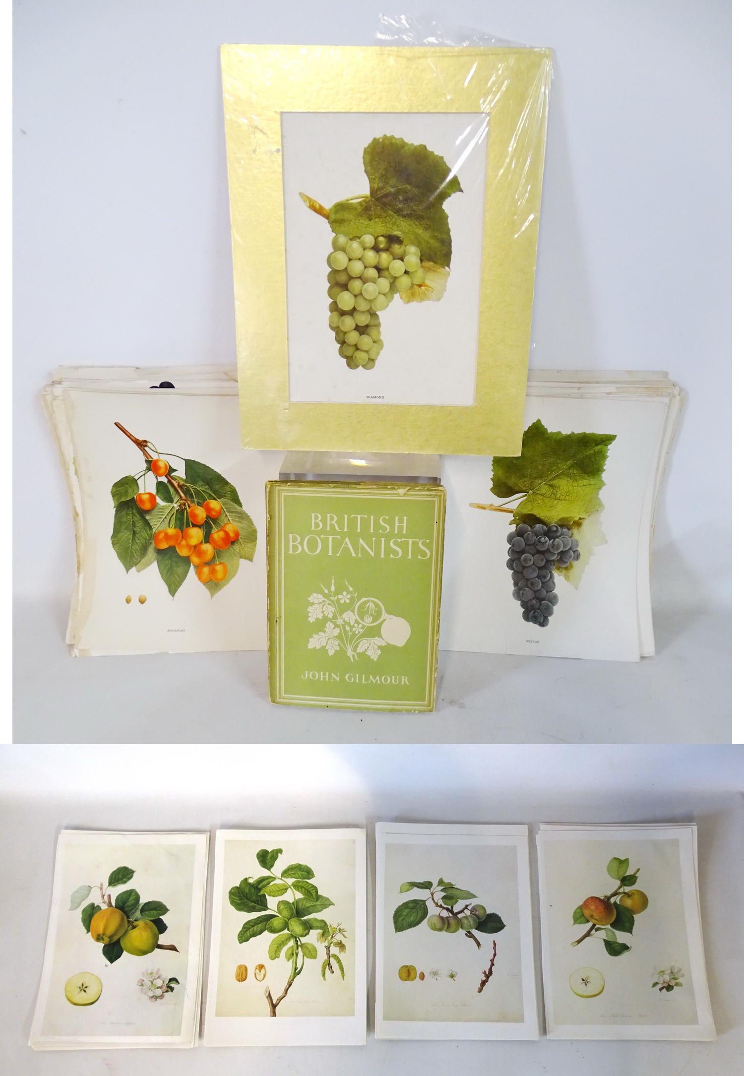 LOT UNFRAMED BOTANICAL PRINTS 11.5X8" (SOME AS IS) (1 of 6)