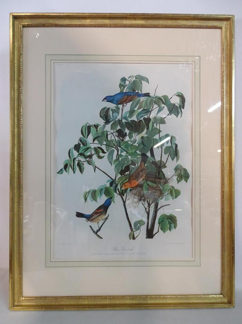 LARGE AUDUBON CHROMOLITHOGRAPH  "BLUE GROSBEAK" 42.5" X (1 of 5)